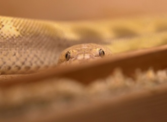 Polizei findet Besitzer von toter Riesenschlange in Nordrhein-Westfalen