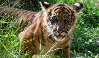 Nachwuchs im Heidelberger Zoo: Zwei Sumatra-Tiger geboren