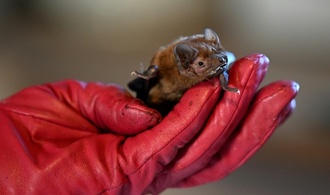 Fledermaus an Düsseldorfer Flughafen ''notgelandet'' - Zoll rettet geschütztes Tier