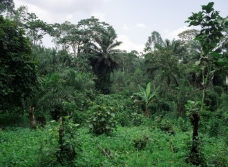EU einigt sich auf Aufschub von Gesetz gegen Abholzung