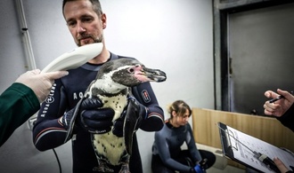 Schlangestehen beim Tierarzt: Pinguine im Pariser Zoo gegen Vogelgrippe geimpft