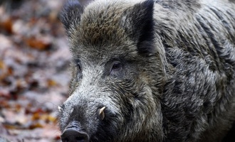 Verletztes Wildschwein attackiert Anwohner in rheinland-pfälzischem Unkel