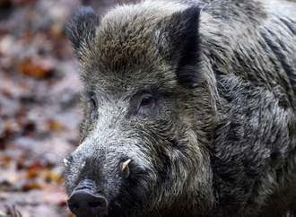 Verletztes Wildschwein attackiert Anwohner in rheinland-pfälzischem Unkel