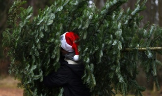 Unbekannte stehlen rund 130 Weihnachtsbäume in brandenburgischem Cottbus