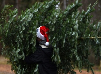 Unbekannte stehlen rund 130 Weihnachtsbäume in brandenburgischem Cottbus
