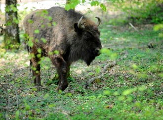 Entlaufener Wisent sorgt für Aufregung in Brandenburg