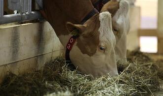 Erzeugerpreise landwirtschaftlicher Produkte gesunken