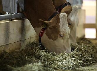 Erzeugerpreise landwirtschaftlicher Produkte gesunken