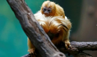 Interpol: Illegaler Handel mit lebenden Tieren auf Rekordniveau