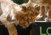 Löwenbabys im Kölner Zoo geboren