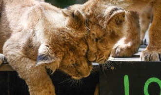Löwenbabys im Kölner Zoo geboren