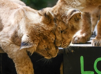 Löwenbabys im Kölner Zoo geboren