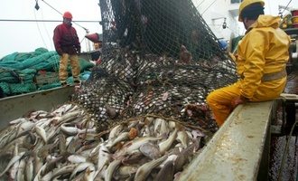 Lange Verhandlungen über Nordsee-Fischereiquoten in Brüssel erwartet