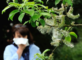 Milde Temperaturen: Pollen von Hasel und Purpurerle fliegen örtlich bereits