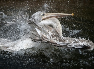 Ausbruch von Vogelgrippe in Leipziger Zoo: Alle Pelikane getötet
