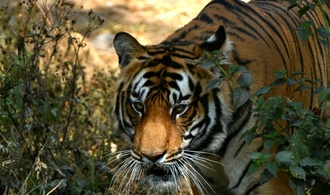 Tiger-Zensus: Nepal zählt seine vom Aussterben bedrohten Raubtiere