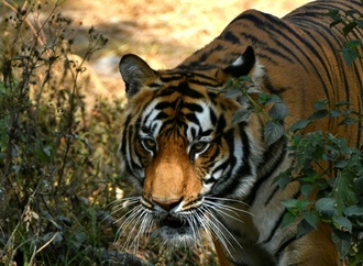 Tiger-Zensus: Nepal zählt seine vom Aussterben bedrohten Raubtiere