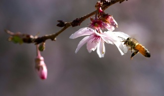 EU-Kommission will bestimmte Pestizide zeitlich unbegrenzt zulassen