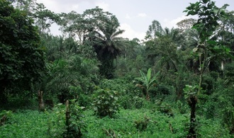Gesetz gegen Abholzung: EU-Parlament beschließt Aufschub