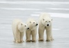 Seltener Fall: Forscher dokumentieren Adoption bei Eisbären