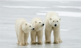 Seltener Fall: Forscher dokumentieren Adoption bei Eisbären