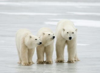 Seltener Fall: Forscher dokumentieren Adoption bei Eisbären