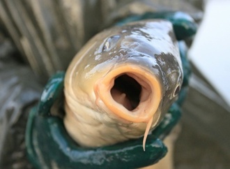 Mecklenburg-Vorpommern: 200 Kilogramm lebende Weihnachtskarpfen gestohlen