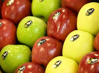 Sehr gute Apfel- und Pflaumenernte: Menge deutlich über dem Durchschnitt