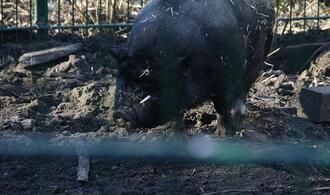 Schweinebestand leicht gewachsen - erneut weniger Betriebe