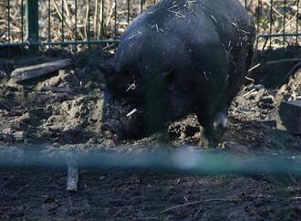 Schweinebestand leicht gewachsen - erneut weniger Betriebe