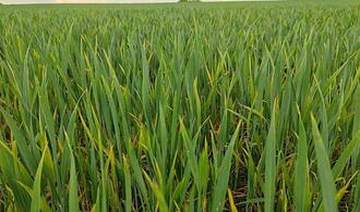 Anbau von Wintergetreide stagniert