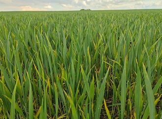Anbau von Wintergetreide stagniert