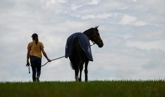 Frau stirbt nach Pferdeunfall bei Kassel - Böller als Auslöser vermutet
