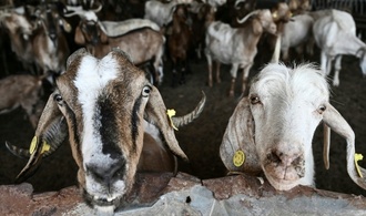 Attacke im Streichelgehege: Tierpark haftet nicht für Ziege