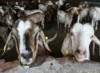 Attacke im Streichelgehege: Tierpark haftet nicht für Ziege