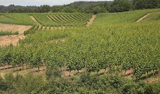 Bauernpräsident Rukwied: ''Weinbau ist in der größten Krise''