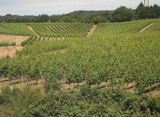 Bauernpräsident Rukwied: ''Weinbau ist in der größten Krise''