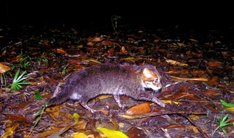 Forscher entdecken in Thailand ausgestorben geglaubte Wildkatze wieder