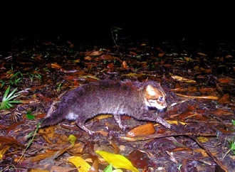 Forscher entdecken in Thailand ausgestorben geglaubte Wildkatze wieder