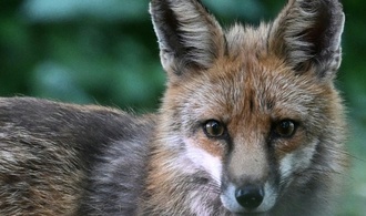 Niedersachsen: Fuchs beißt Fünfjährige ins Bein - Tier eingefangen und getötet