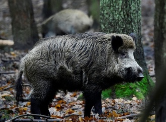 Wildschwein in Swimmingpool von Familie ruft Behörden in Brandenburg auf Plan