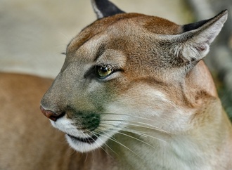 Frau in den USA stirbt nach mutmaßlicher Puma-Attacke