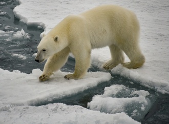 Drei Verletzte bei Eisbären-Angriff in Sibirien
