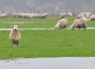 50 Schafe laufen in Supermarkt in Bayern - Penny will Patenschaft übernehmen