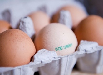 Durch Lebensmittel ausgelöste Erkrankungen: Zahl der Ausbrüche deutlich gestiegen