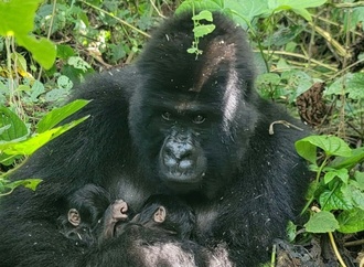 Im Konfliktgebiet: Berggorilla-Zwillinge im Osten der DR Kongo geboren