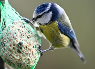Naturschützer rufen zur Zählung der Wintervögel auf
