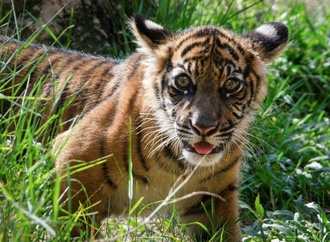 Nachwuchs bei Sumatra-Tigern im Tierpark Berlin