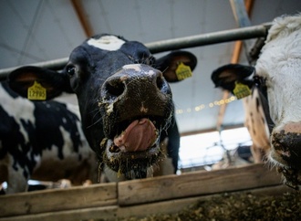 Appell an Minister Rainer: Tierärzte fordern Ende der Anbindehaltung von Rindern