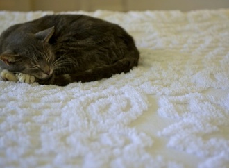 Umfrage: Ein Drittel der Haustiere in Deutschland darf im Bett schlafen